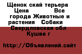 Щенок скай терьера › Цена ­ 20 000 - Все города Животные и растения » Собаки   . Свердловская обл.,Кушва г.